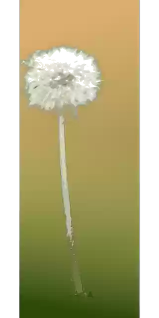 Free download Dandelion Flower Autumn - Free vector graphic on Pixabay free illustration to be edited with GIMP free online image editor
