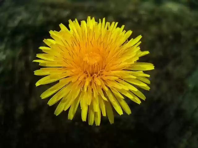Free download Dandelion Flower Head -  free photo or picture to be edited with GIMP online image editor