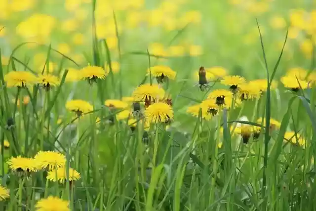Free download dandelion flower meadow blossoms free picture to be edited with GIMP free online image editor