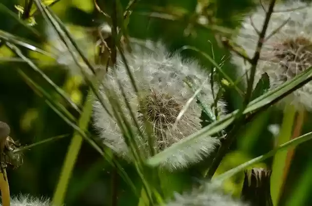 Free download Dandelion Flower Nature -  free photo or picture to be edited with GIMP online image editor