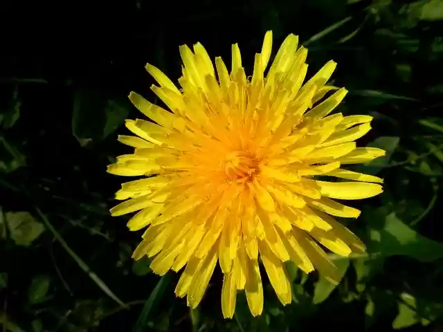Free download Dandelion Flower Rays -  free photo or picture to be edited with GIMP online image editor