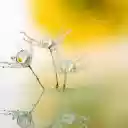 dandelion flowers condensing water  screen for extension Chrome web store in OffiDocs Chromium