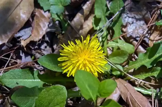 Free download Dandelion Flower Taraxacum -  free photo or picture to be edited with GIMP online image editor