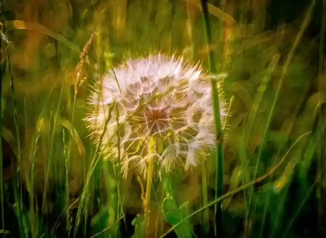 Free download Dandelion Meadow Evening -  free photo or picture to be edited with GIMP online image editor