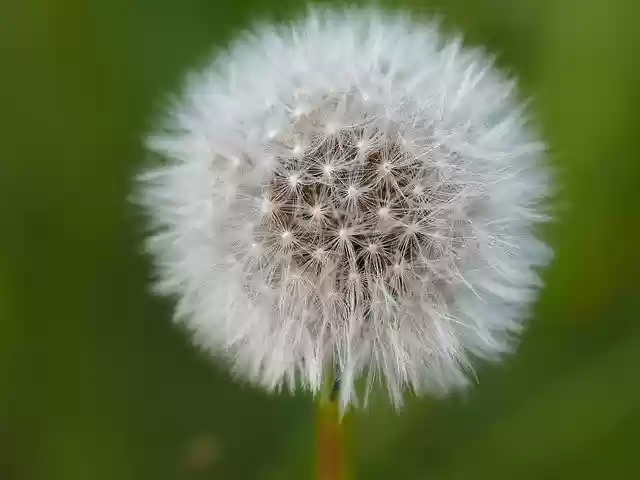Free download Dandelion Nature -  free free photo or picture to be edited with GIMP online image editor