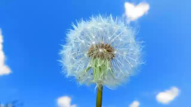 Free download Dandelion Nuns Sky -  free photo or picture to be edited with GIMP online image editor