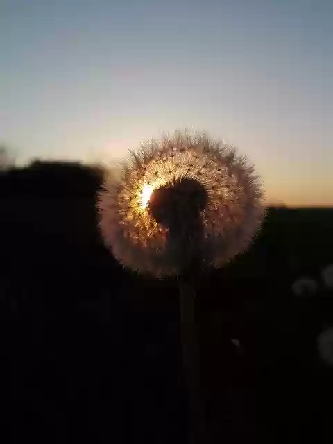 Free download Dandelion Seed Flower free video to be edited with OpenShot online video editor