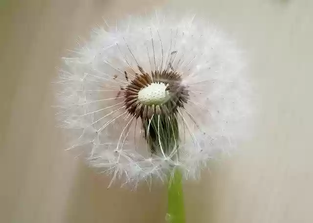 Free download Dandelion Seeds Baldness -  free photo or picture to be edited with GIMP online image editor