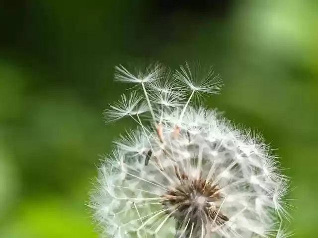 Free download dandelion seeds flying seeds free picture to be edited with GIMP free online image editor