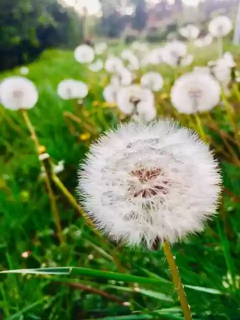 Free download Dandelion Seeds Nature -  free photo or picture to be edited with GIMP online image editor