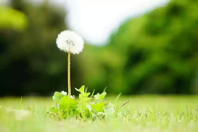 Free download Dandelion Soft Softness -  free photo or picture to be edited with GIMP online image editor