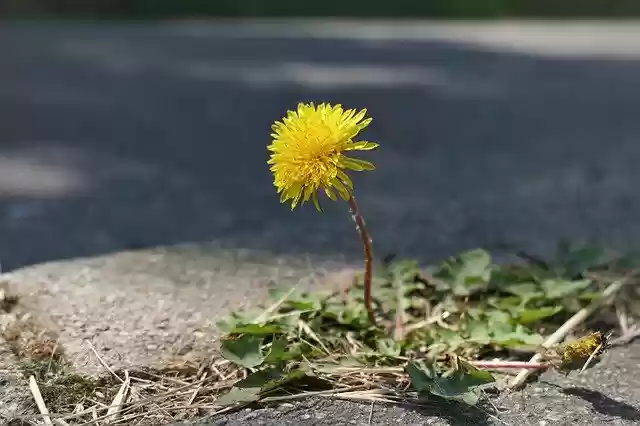Free download Dandelion Spring Plant -  free photo or picture to be edited with GIMP online image editor
