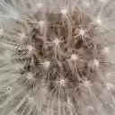 DANDELION Theme  screen for extension Chrome web store in OffiDocs Chromium