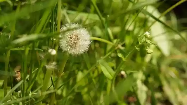 Free download Dandelion Wild Flowers -  free photo or picture to be edited with GIMP online image editor