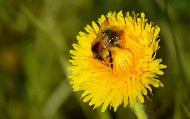 Free download dandelion yellow flower bee free picture to be edited with GIMP free online image editor