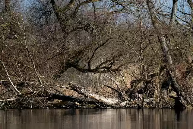 Free download danube river forest lake nature free picture to be edited with GIMP free online image editor