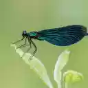 Dark Blue Dragonfly  screen for extension Chrome web store in OffiDocs Chromium