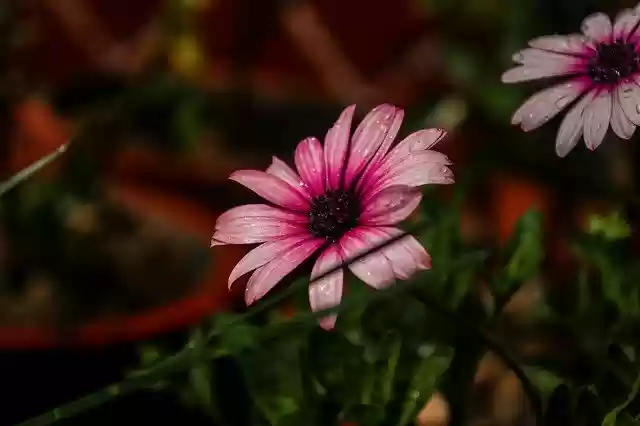 Free download Dark Flower Purple Plant -  free photo or picture to be edited with GIMP online image editor