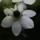 Dark Flowers  screen for extension Chrome web store in OffiDocs Chromium