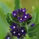 Dark Green Flowers and Hairy Leaves  screen for extension Chrome web store in OffiDocs Chromium