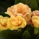 Dark green leaves and orange flowers  screen for extension Chrome web store in OffiDocs Chromium