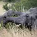 Dark Grey Elephants  screen for extension Chrome web store in OffiDocs Chromium