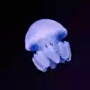 Dark Jelly  screen for extension Chrome web store in OffiDocs Chromium