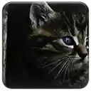 Dark Kitten  screen for extension Chrome web store in OffiDocs Chromium