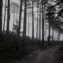 Dark road and forest  screen for extension Chrome web store in OffiDocs Chromium