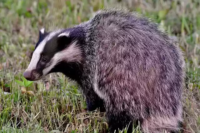 Free download das wild mammal nature animal free picture to be edited with GIMP free online image editor