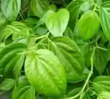 Free download Daun Sirih free photo or picture to be edited with GIMP online image editor