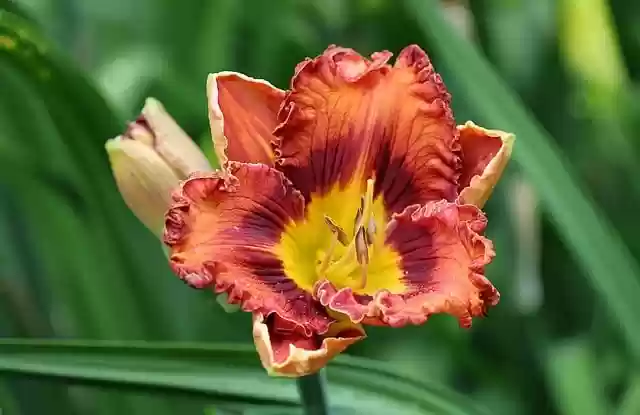 Free download day lily flower bloom flora spring free picture to be edited with GIMP free online image editor