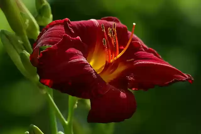 Scarica gratuitamente l'immagine gratuita della natura dei fiori di daylily da modificare con l'editor di immagini online gratuito GIMP