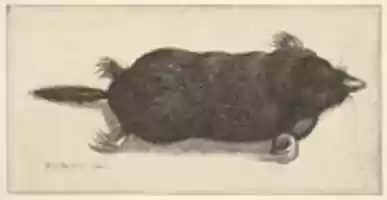 Free download Dead Mole free photo or picture to be edited with GIMP online image editor