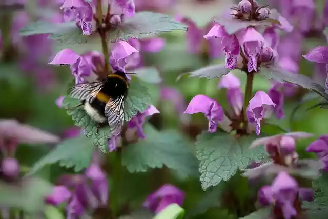 Free download dead nettle bumblebee free picture to be edited with GIMP free online image editor