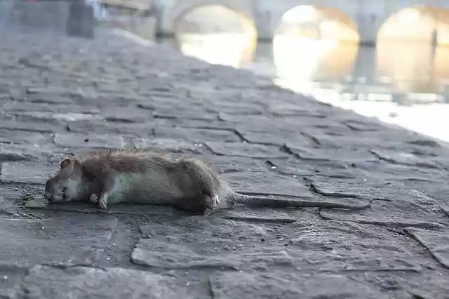 دانلود رایگان Dead Rats Rats Rodents Animals - عکس یا تصویر رایگان قابل ویرایش با ویرایشگر تصویر آنلاین GIMP