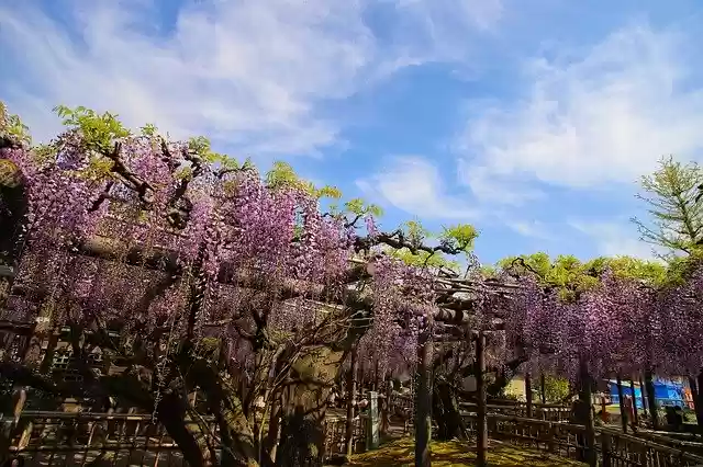 Free download Death Behind Chinese Wisteria -  free free photo or picture to be edited with GIMP online image editor