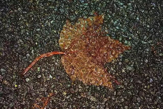 Free download Death Of A Leaf Black -  free free photo or picture to be edited with GIMP online image editor