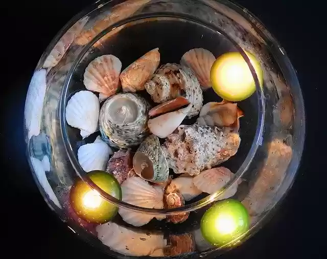 Free download Decoration Shells Water -  free free photo or picture to be edited with GIMP online image editor