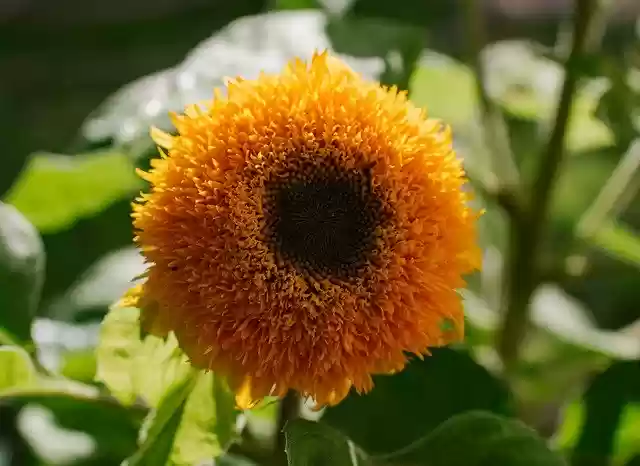 Free download Decorative Sunflower Summer Yellow -  free photo or picture to be edited with GIMP online image editor