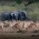 Deer and elephants  screen for extension Chrome web store in OffiDocs Chromium
