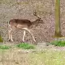 Deer and Horns  screen for extension Chrome web store in OffiDocs Chromium