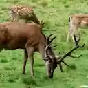 Deer and moose  screen for extension Chrome web store in OffiDocs Chromium