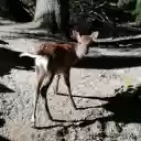 Deer and shadow  screen for extension Chrome web store in OffiDocs Chromium