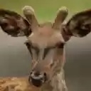 Deer and small antlers  screen for extension Chrome web store in OffiDocs Chromium