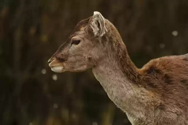 Free download deer animal forest nature free picture to be edited with GIMP free online image editor