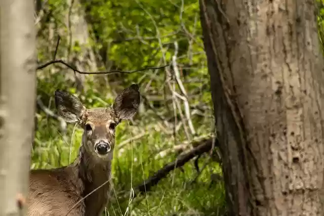 Free download deer animal forest wildlife mammal free picture to be edited with GIMP free online image editor