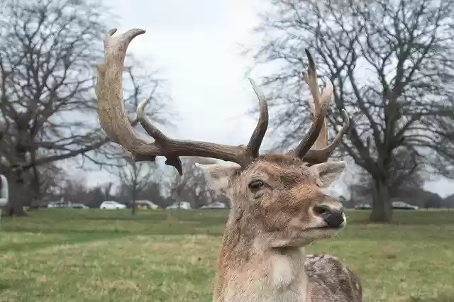 Free download Deer Animal Green -  free photo or picture to be edited with GIMP online image editor