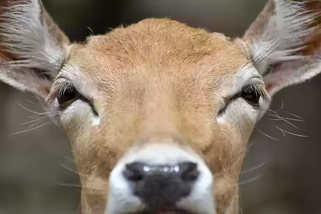 Free download deer animal head white tailed deer free picture to be edited with GIMP free online image editor