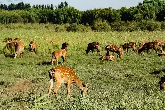 Ücretsiz indir Geyik Hayvan Memeli ücretsiz fotoğraf şablonu, GIMP çevrimiçi resim düzenleyici ile düzenlenebilir